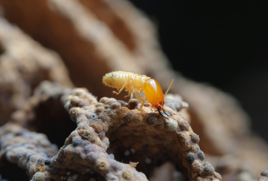 兵庫県シロアリ駆除 業者